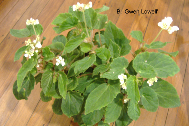 B. ‘Gwen Lowell’
